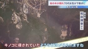 桜の木が倒れて70代女性が下敷きに　根元から倒れた大木に専門家も驚き 原因は「根にキノコが･･･」？　東京・世田谷区の砧公園|TBS NEWS DIG
