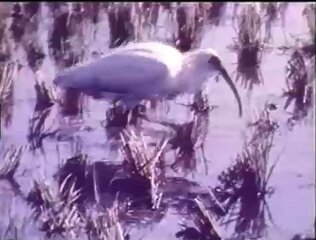 『絶滅』から野生復帰への道　～ニッポニア・ニッポン～ 日本の名を冠した国際保護鳥・トキ【あの日あの時】　|　新潟のニュース・天気｜BSN NEWS｜BSN新潟放送