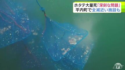 海貝石 6,36㎏ 165ミリ 強運を呼び込む 危険を回避 魔除け 健康運 楽天市場】魔除け スイジガイ(水字貝) 紐付き Mサイズ 17cm〜20cm |火