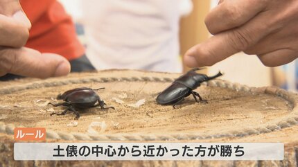 夏の昆虫対決！クワガタVSカブトムシの相撲大会 強いのはどっち？富山