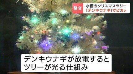 最大850ボルト「デンキウナギ」でピカッ！生き物の不思議も学べる