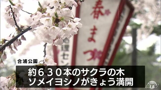 青森春まつりが18日開幕 合浦公園はソメイヨシノが満開|TBS NEWS DIG
