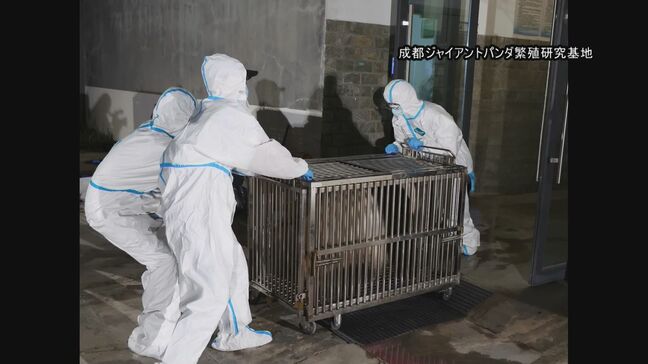 和歌山から中国へ返還されたパンダ4頭が検疫のための隔離開始　一般公開はいつに？|TBS NEWS DIG