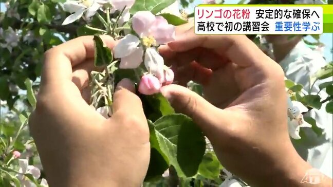 「リンゴの花粉」高校生が安定的な確保について理解深める 講習会が初開催 青森県平川市・柏木農業高校|TBS NEWS DIG