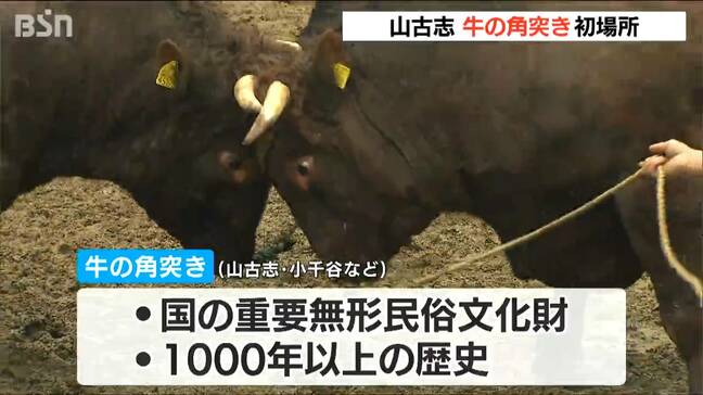 「初めて見たんですけど迫力がすごくて」約1000年続くとも言われる山古志『牛の角突き』初場所開催　新潟|TBS NEWS DIG