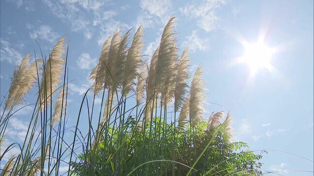 6日は中秋の名月 「お化けススキ」パンパスグラスが見頃 九州北部は季節外れの暑さ続く|TBS NEWS DIG