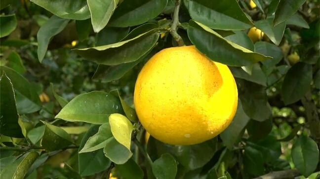 特産のサワーポメロ　たわわに実る　鹿児島・いちき串木野市【かごしま南北600キロ】|TBS NEWS DIG