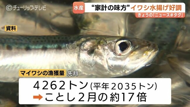 富山湾のマイワシ 記録的豊漁!2月の17倍、平年比2倍超の水揚げ 家計の味方になるか…ホタルイカやブリ幼魚のフクラギ絶好調、春のラッシュ|TBS NEWS DIG