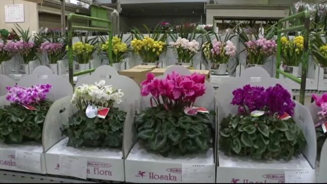 “生産者の高齢化” “資材の高騰” “高温”で去年より約3000鉢少ない取扱いに 正月用の門松など鉢物大市|TBS NEWS DIG