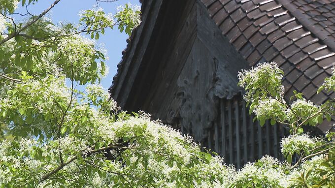 新緑の上に雪!? 今が見頃の“なんじゃもんじゃ”ってどんなもんじゃ?　|　石川県のニュース｜MRO北陸放送