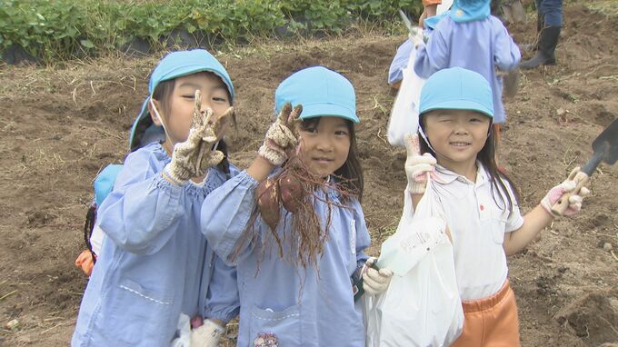しっかり土に根を張ったサツマイモはなかなか手ごわい　園児がサツマイモ収穫　山口県山口市　|　山口のニュース・天気・防災｜tys NEWS｜ｔｙｓテレビ山口