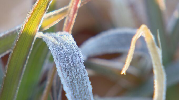今季一番の冷え込み　初霜も　|　名古屋・愛知・岐阜・三重のニュース【CBC news】 | CBC web