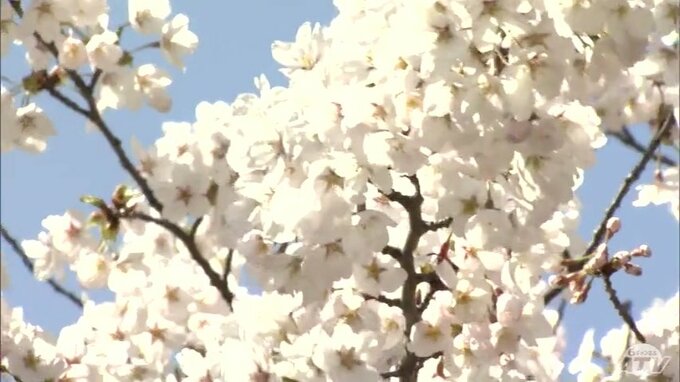 日本気象協会による2025年2回目の「桜開花予想」発表　桜前線は3月22日に東京からスタート　青森市は4月18日　前回よりは遅くなるも「早咲き傾向」に変わりなし　|　青森のニュース│ATV NEWS│青森テレビ