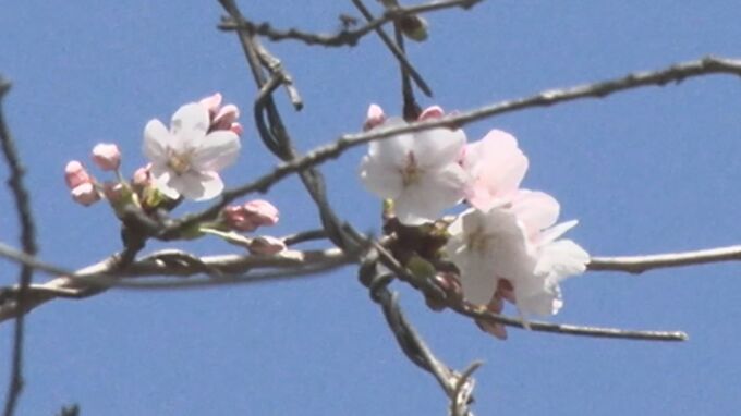 【速報】松江市でサクラ開花　観測史上2番目に早い開花　|　BSSニュース | BSS山陰放送
