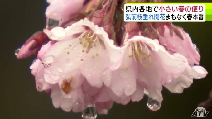 「冬と本当にさよならをする感じ」まもなく春本番　「弘前公園」では弘前枝垂れが開花　「芦野公園」では太宰治の銅像の清掃作業　青森県内各地からの“春の便り”|TBS NEWS DIG