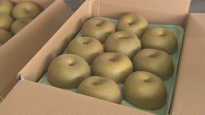 ベトナムでも人気！甘くみずみずしい「サンシャインいわき梨」輸出出発式　福島・いわき市|TBS NEWS DIG