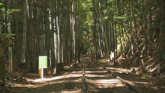 「日本一美しい廃線跡」支えた竹…役目を終え、世代交代　線路の間から生えた「ど根性タケノコ」15メートルに成長　|　BSSニュース | BSS山陰放送