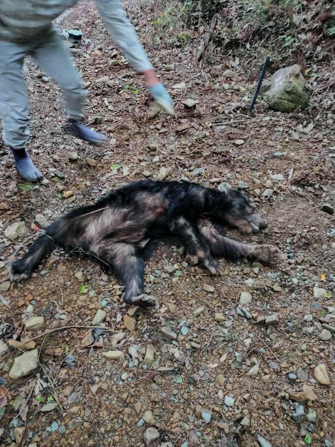 浜松市浜名区でクマ1頭を猟友会が駆除 5月に入りクマの目撃相次ぐ＝静岡県|TBS NEWS DIG