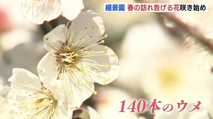 寒波で休眠打破進み春の訪れを告げる「ウメ」が咲き始める　広島・縮景園　|　RCC NEWS | 広島ニュース | RCC中国放送
