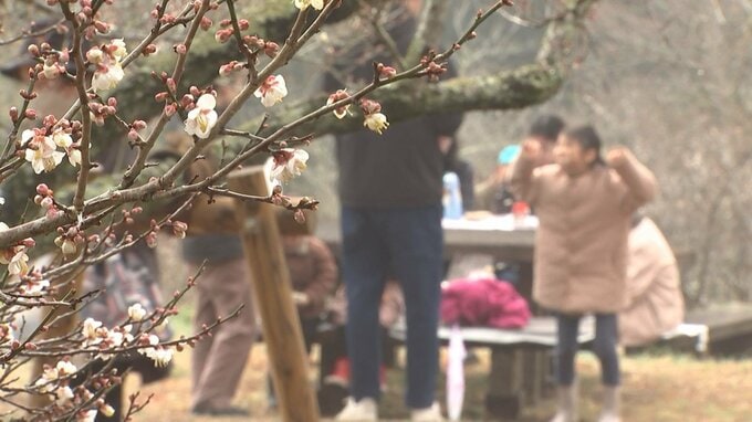 吉野梅まつり始まる　日中はぽかぽか4月並みの陽気に 大分　|　大分のニュース｜OBS NEWS｜大分放送