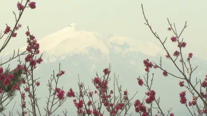 本州最北端の『北限の梅林』が見頃に　7品種・約1400本のウメの木が春を告げる　|　青森のニュース│ATV NEWS│青森テレビ