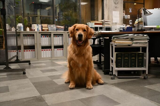 犬に特別な訓練は必要なし。『アンチヒーロー』のドッグトレーナーが明かす実情|TBS NEWS DIG