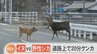 「道路上で犬が鹿とケンカしててビビった」闘争心むき出し約20分…結末は|TBS NEWS DIG