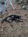 浜松市浜名区でクマ1頭を猟友会が駆除 5月に入りクマの目撃相次ぐ＝静岡県　|　静岡のニュース | SBSNEWS | 静岡放送