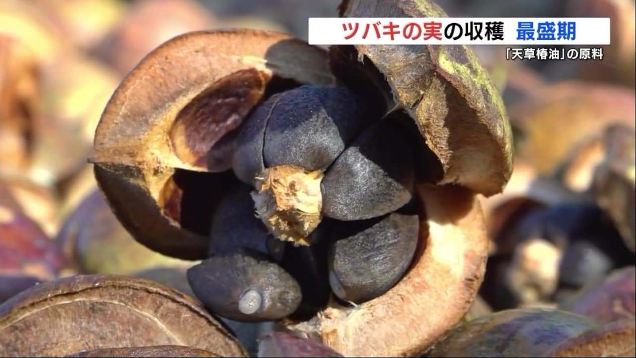 豊かに実る「ツバキ」の実 収穫最盛期 椿油の原料へ 熊本県天草市