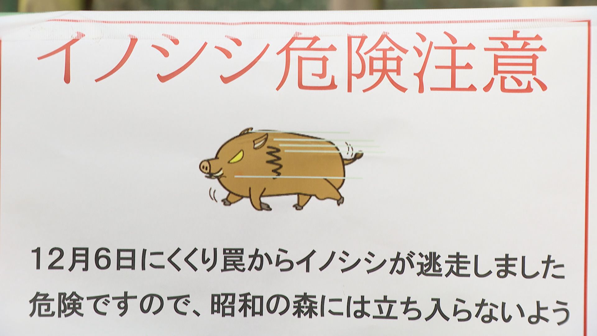 罠から外れた“体重150キロの”イノシシ 鋭い牙で猟友会の男性襲い