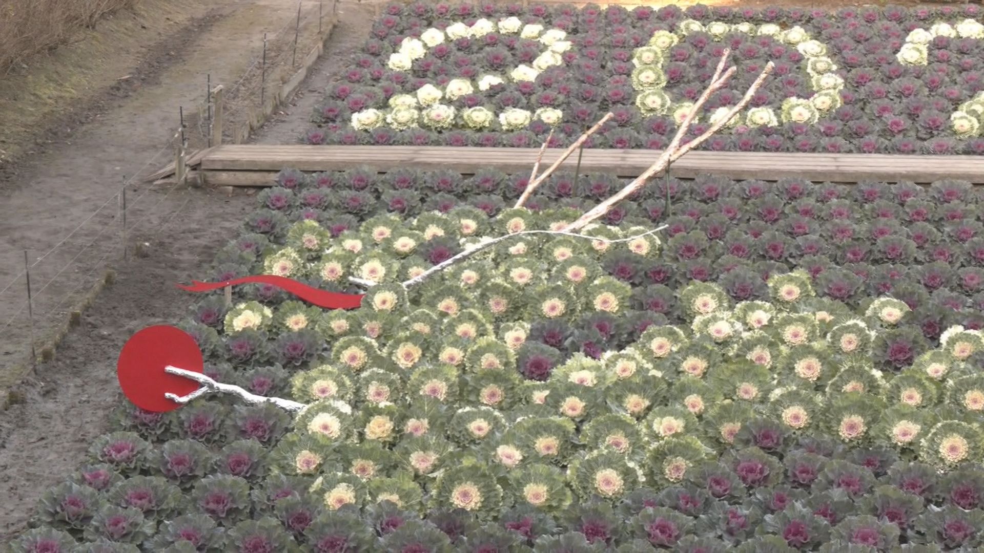 ｢葉ボタン｣アートで描かれた巨大な｢辰｣が観光施設で人気　色が異なる1000株あまりを使って表現