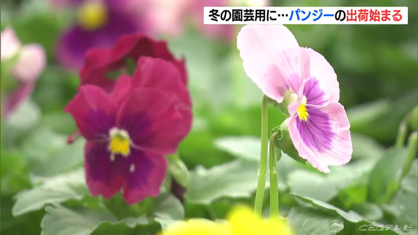 冬の花 パンジーの出荷始まる 時期をずらして種まきし花を切らさない工夫 18種類 三重 紀北町 Tbs News Dig 1ページ