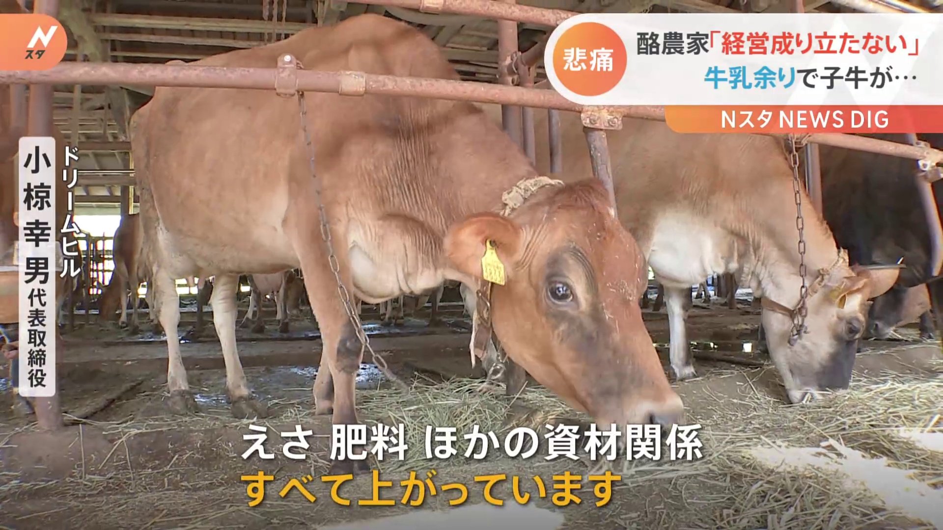 経営全く成り立たない」酪農家が悲痛な訴え 牛乳余りで値上げもできず