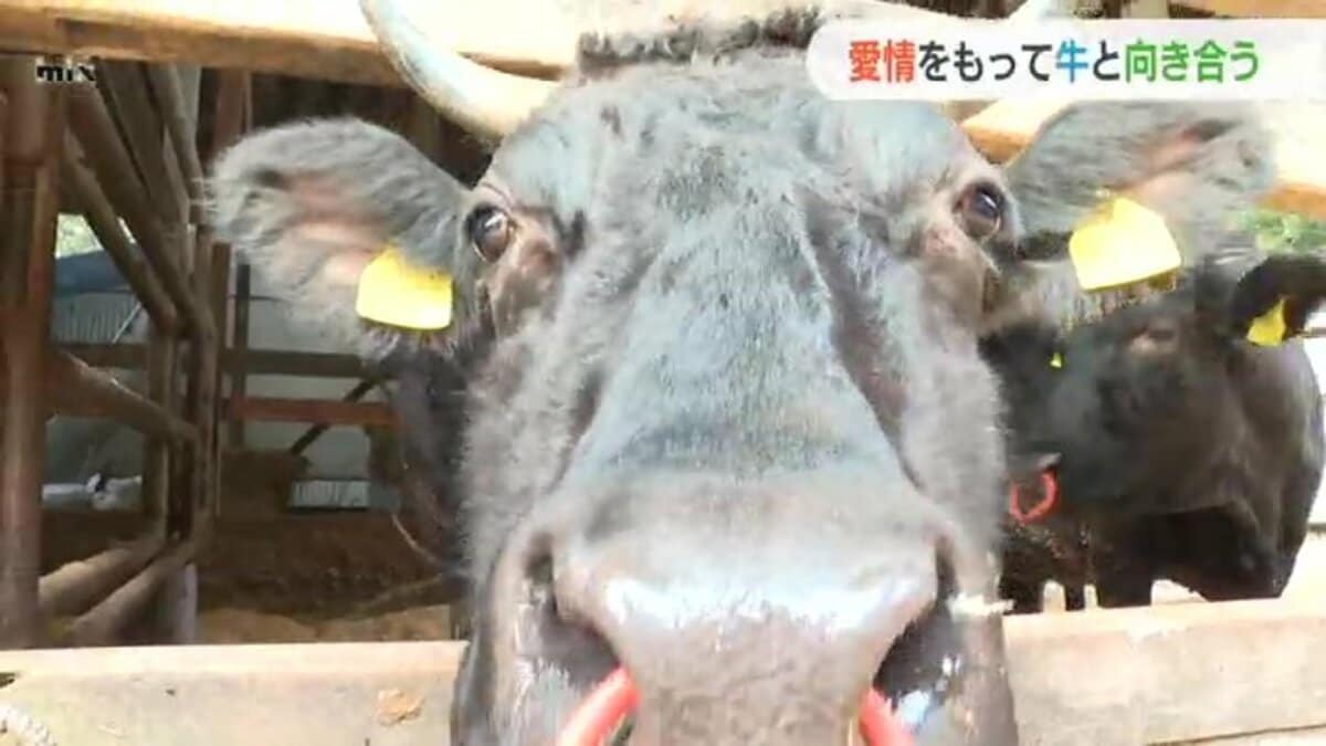 エサはリンゴの香り？「愛情持って牛と向き合う」山口チャンピオン和牛