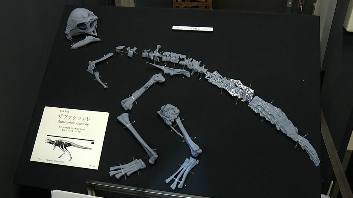 岡山理科大学などの研究チームが発見した新種の恐竜の化石レプリカ一般