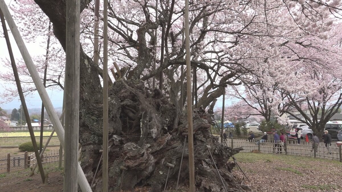 「歴史を感じる素晴らしい桜」樹齢2000年　山高神代桜が満開に　山梨・北杜市 実相寺