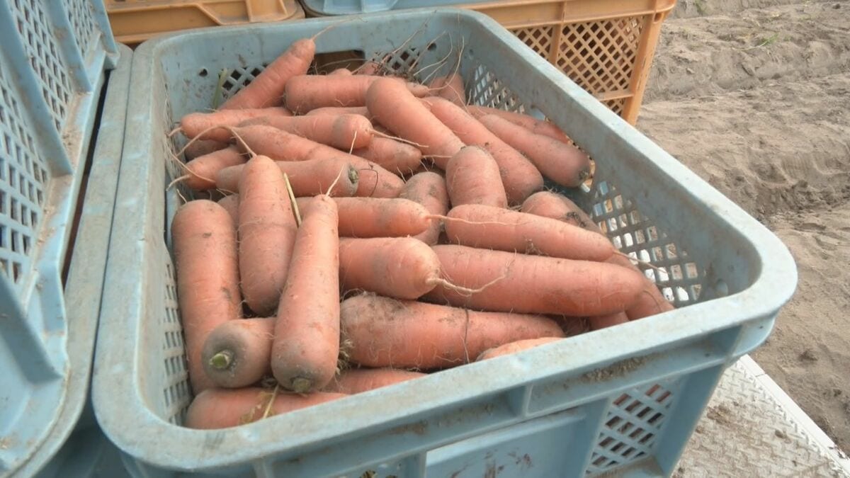 愛知･碧南市のブランド人参｢へきなん美人｣ 収穫最盛期 甘み強く独特の臭みが少ないのが特長