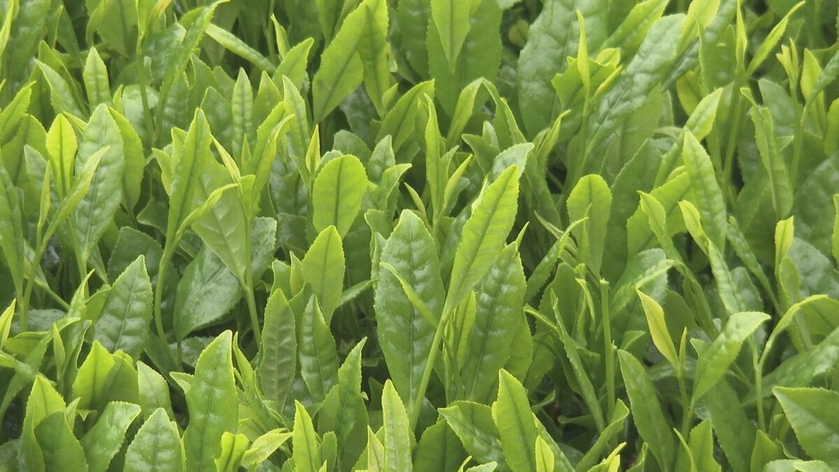 八十八夜を前に　新茶の収穫始まる