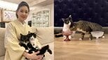 【 ねこ 】藤あや子さんの保護猫「じゃこ天」くん 先輩猫オレオのご飯を横取り「じゃこが大物すぎた…」|TBS NEWS DIG