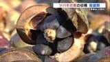 豊かに実る「ツバキ」の実 収穫最盛期 椿油の原料へ 熊本県天草市 | 熊本のニュース|RKK NEWS|RKK熊本放送