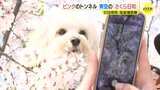 ピンクのトンネルが出現　青空広がり「さくら日和」 広島の花見スポット･住吉堤防敷　|　RCC NEWS | 広島ニュース | RCC中国放送