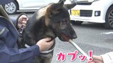 「今の気持ちは?」ぬかるんだ山道 新入り警察犬が“スピード救助” ご褒美にジャーキー1キロ贈呈 | 熊本のニュース|RKK NEWS|RKK熊本放送