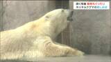 動物も残暑に耐える"ホッキョクグマ"の楽しみは「冷え冷え」のアレ |TBS NEWS DIG