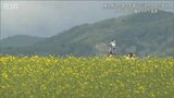 菜の花が広がる山本山高原 山頂のカフェは憩いの場 | 新潟のニュース・天気|BSN NEWS|BSN新潟放送