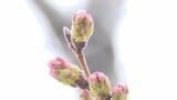 甲府のサクラの開花は？　「早ければ今週末の開花も」米津龍一気象予報士が解説　山梨|TBS NEWS DIG