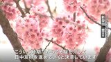 「もう戦争はしてはいけない」旧日本軍の元兵士がはじめた桜の植樹　36年で3万本以上に　中国で見ごろ迎える|TBS NEWS DIG