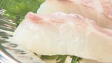 世界初!養殖マダイのエサに昆虫 “ミールワーム”を混ぜることで魚が病気になりにくい!?|TBS NEWS DIG