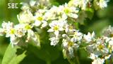 一足早く…秋の気配 木曽・開田高原でソバの花が満開に |TBS NEWS DIG