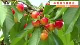 さくらんぼの品質競う立木審査会開かれる　|　山形のニュース│TUYテレビユー山形