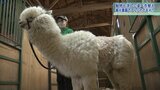 夏を前に涼しくイメチェン アルパカの毛刈りを公開 岩手・八幡平市の観光農園|TBS NEWS DIG